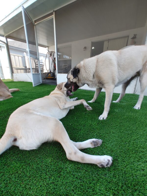 Artificial Turf for doggy daycare, pets
