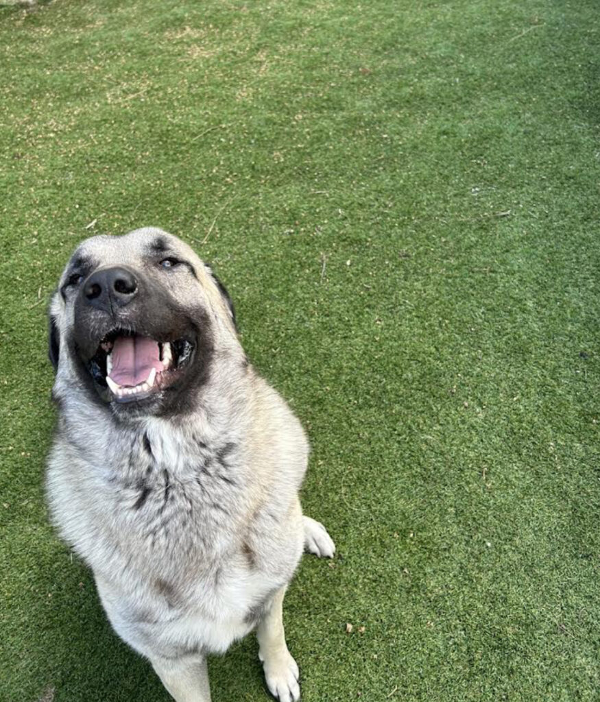 Advantages of using Artificial Turf for Pets and Dog Care Facilities ...